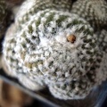 Ph Copiapoa laui Burzak