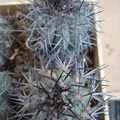 Ph Copiapoa lembckei1 Burzak