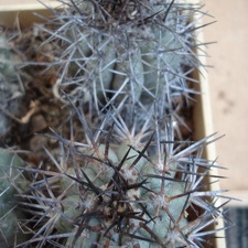 Ph Copiapoa lembckei1 Burzak