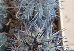 Ph Copiapoa lembckei1 Burzak