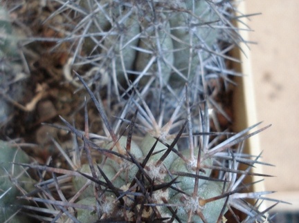Ph Copiapoa lembckei1 Burzak