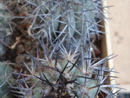 Ph Copiapoa lembckei1 Burzak