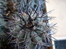 Ph Copiapoa lembckei Burzak