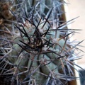 Ph Copiapoa lembckei Burzak