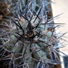 Ph Copiapoa lembckei Burzak