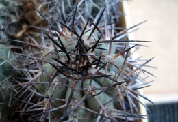 Ph Copiapoa lembckei Burzak