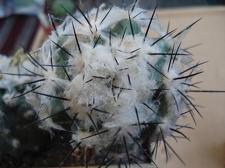 Ph Copiapoa malletiana1 Burzak