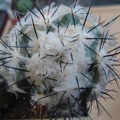 Ph Copiapoa malletiana1 Burzak