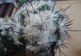 Ph Copiapoa malletiana1 Burzak