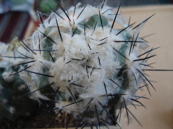 Ph Copiapoa malletiana1 Burzak