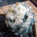 Ph Copiapoa malletiana Burzak