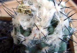 Ph Copiapoa malletiana Burzak