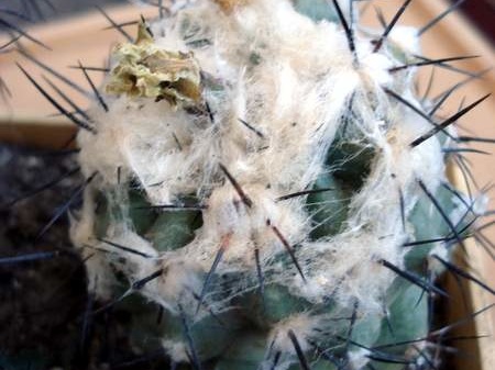 Ph Copiapoa malletiana Burzak