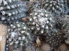 Ph Copiapoa maritima1 Burzak
