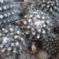 Ph Copiapoa maritima1 Burzak