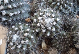 Ph Copiapoa maritima1 Burzak