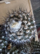 Ph Copiapoa maritima2 Burzak