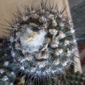 Ph Copiapoa maritima2 Burzak