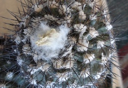 Ph Copiapoa maritima2 Burzak