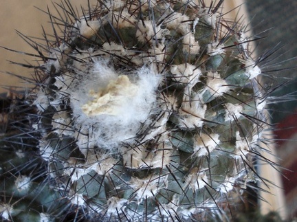Ph Copiapoa maritima2 Burzak