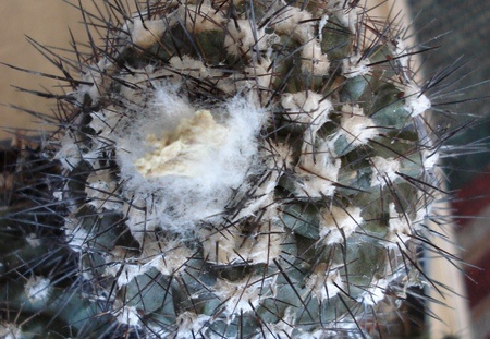 Ph Copiapoa maritima2 Burzak