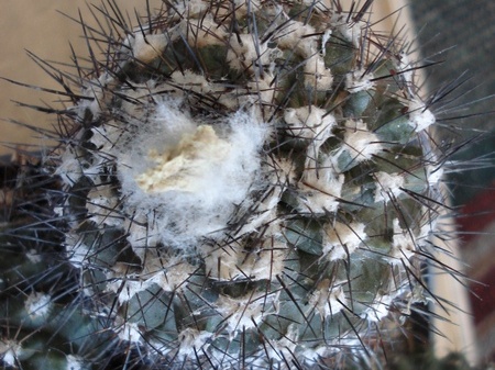Ph Copiapoa maritima2 Burzak