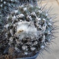 Ph Copiapoa maritima Burzak