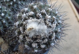 Ph Copiapoa maritima Burzak