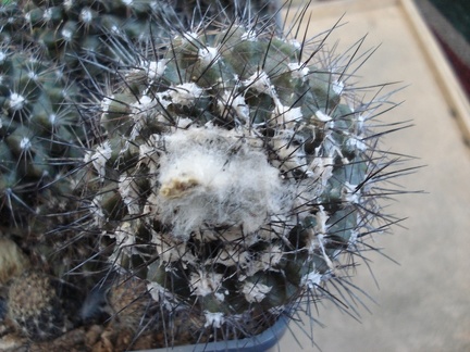 Ph Copiapoa maritima Burzak