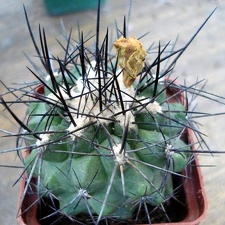 Ph Copiapoa serpentisulcata Burzak