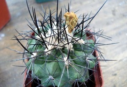 Ph Copiapoa serpentisulcata Burzak