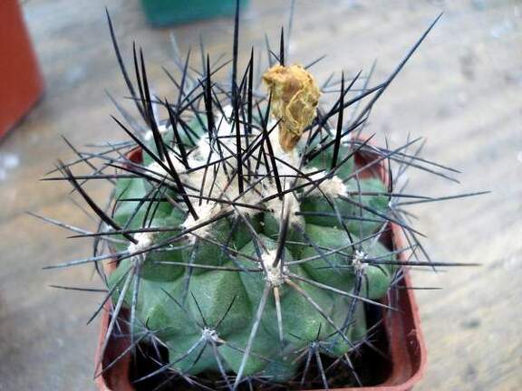 Ph Copiapoa serpentisulcata Burzak