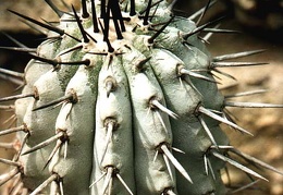 Copiapoa cinerea v. columna-alba