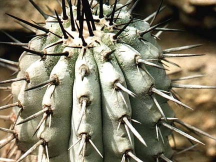 Copiapoa cinerea v. columna-alba