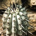 Copiapoa cinerea v. columna-alba