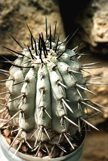 Copiapoa cinerea v. columna-alba
