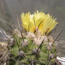 Copiapoa calderana