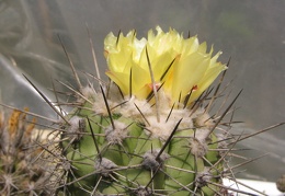 Copiapoa calderana