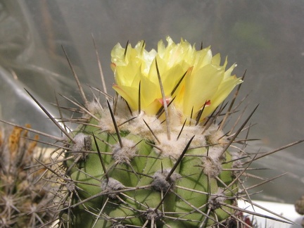 Copiapoa calderana