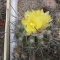 Copiapoa calderana