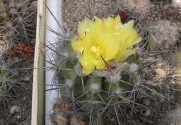 Copiapoa calderana