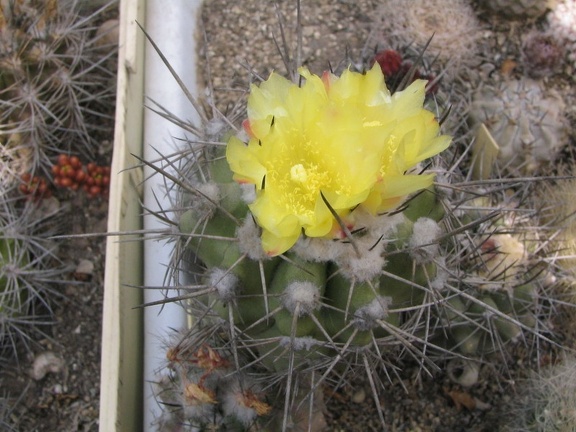 Copiapoa calderana