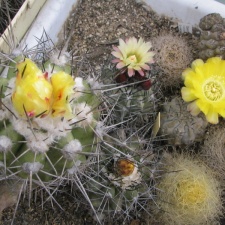 Copiapoa