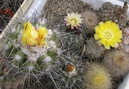 Copiapoa