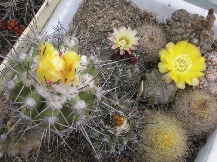 Copiapoa