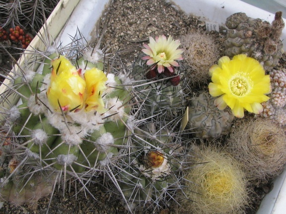 Copiapoa