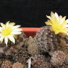 Copiapoa humilis