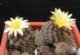 Copiapoa humilis