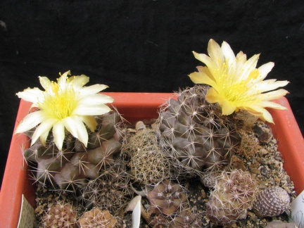 Copiapoa humilis