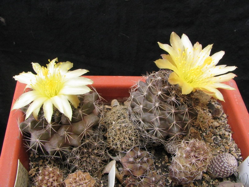 Copiapoa humilis